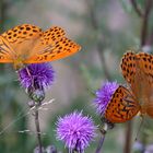 Kaisermantel (Argynnis paphia)