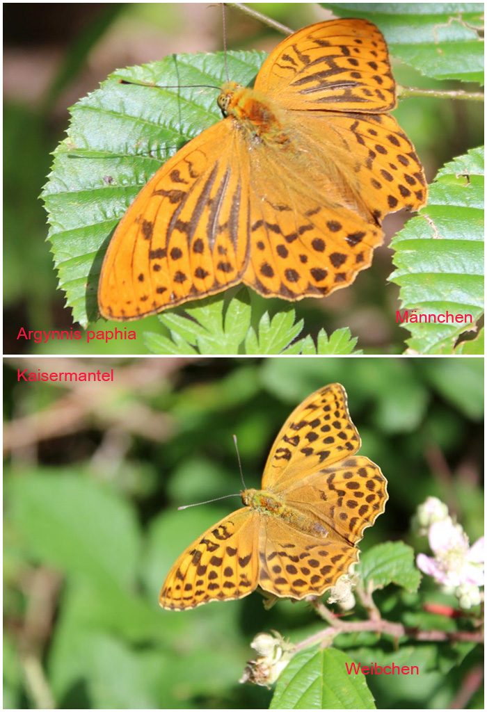  Kaisermantel (Argynnis paphia) 