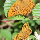  Kaisermantel (Argynnis paphia) 