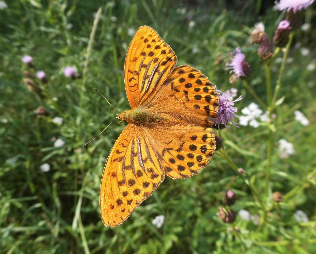 Kaisermantel (Argynnis paphia)