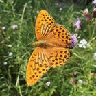 Kaisermantel (Argynnis paphia)