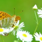 Kaisermantel (Argynnis paphia) 1