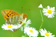 Kaisermantel (Argynnis paphia) 1