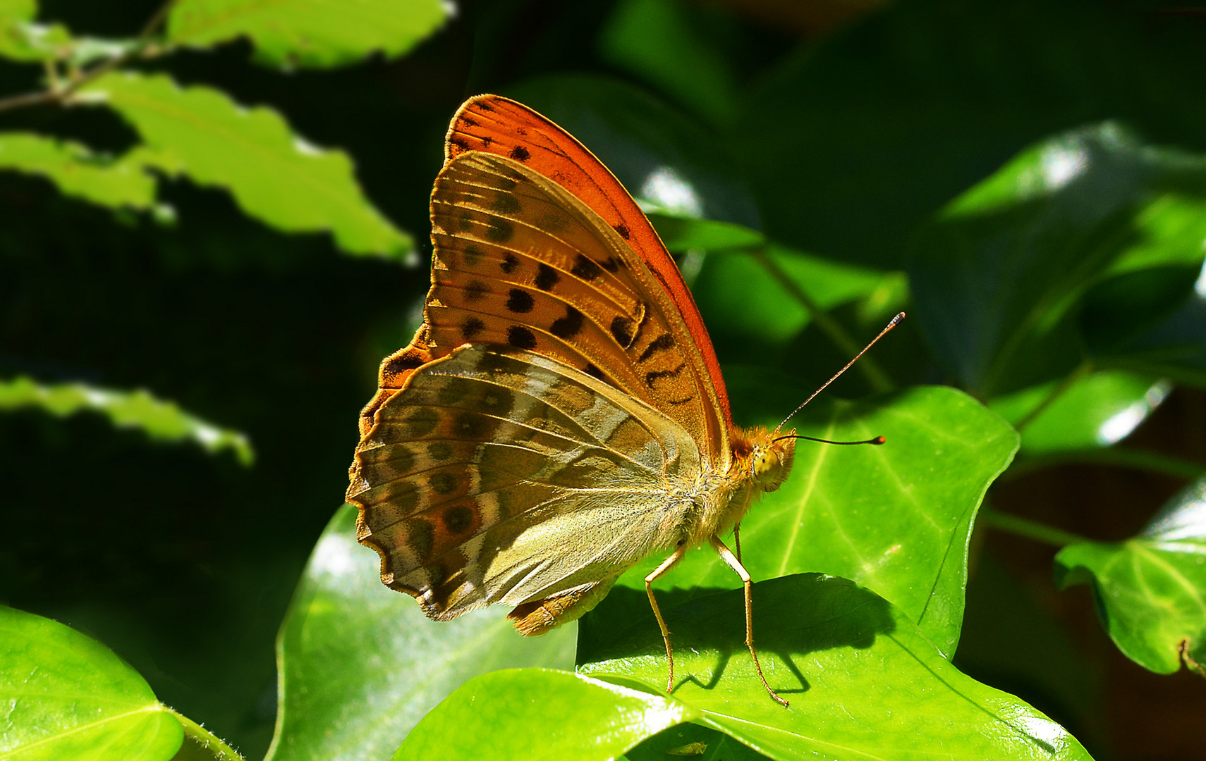 Kaisermantel (Argynnis paphia)