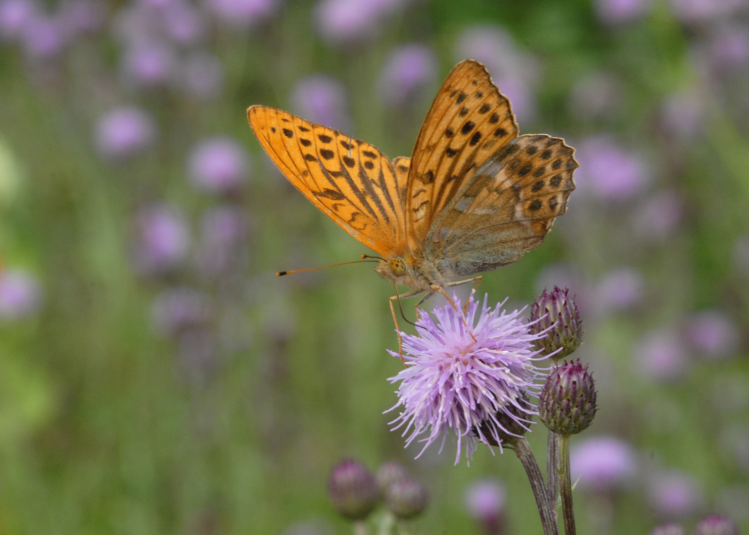 ,, Kaisermantel ( Argynnis paphia ) 2 ,,