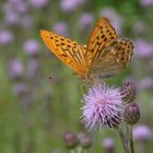 ,, Kaisermantel ( Argynnis paphia ) 2 ,,