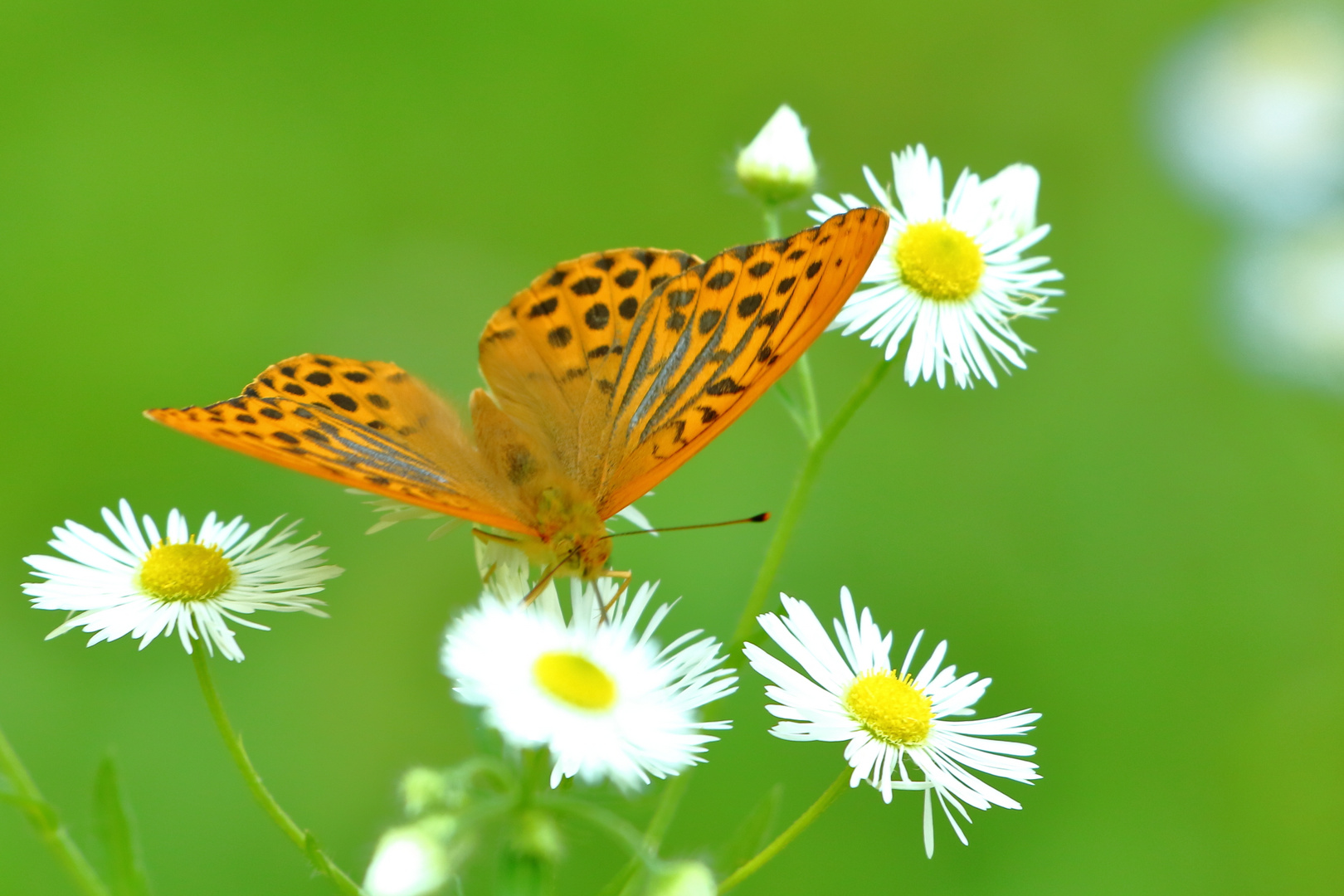 Kaisermantel (Argynnis paphia)  2