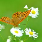 Kaisermantel (Argynnis paphia)  2