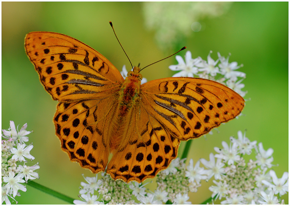 Kaisermantel Argynnis paphia Foto & Bild tiere, wildlife