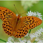 Kaisermantel - Argynnis paphia