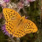 Kaisermantel (Argynnis paphia)