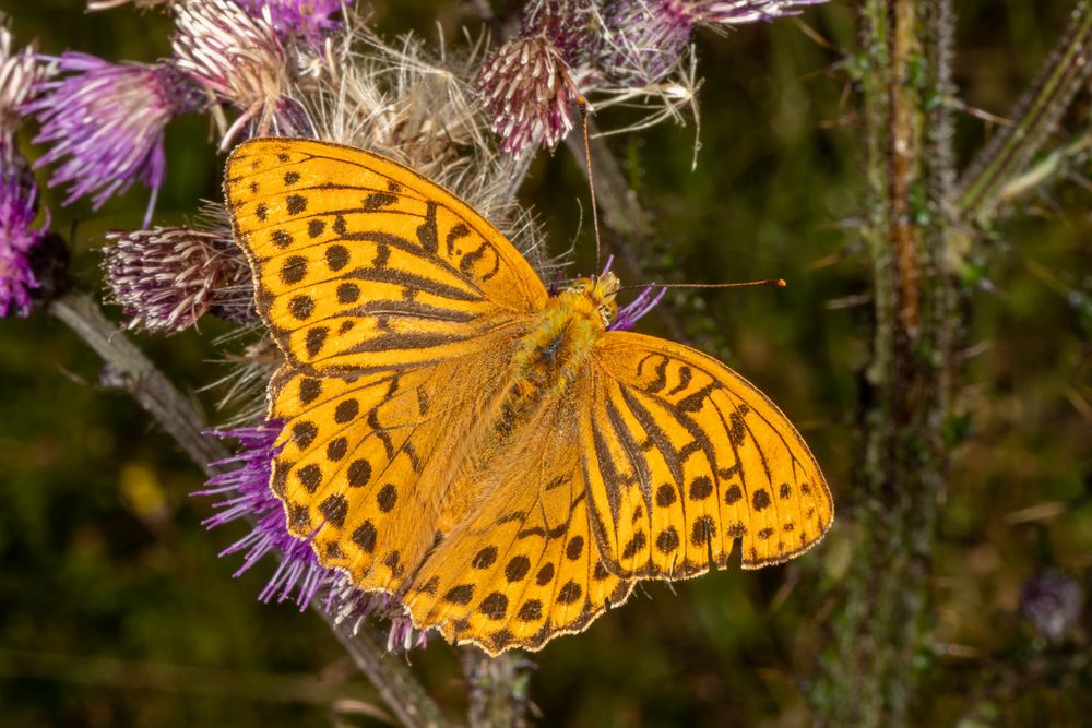 Kaisermantel (Argynnis paphia)