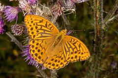 Kaisermantel (Argynnis paphia)