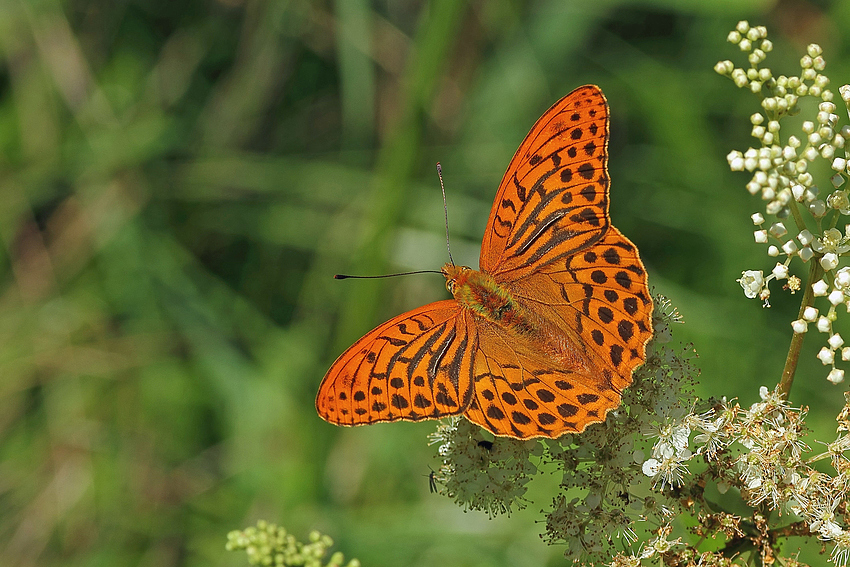 Kaisermantel (Argynnis paphia)