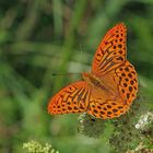 Kaisermantel (Argynnis paphia)