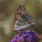 Kaisermantel (Argynnis paphia)