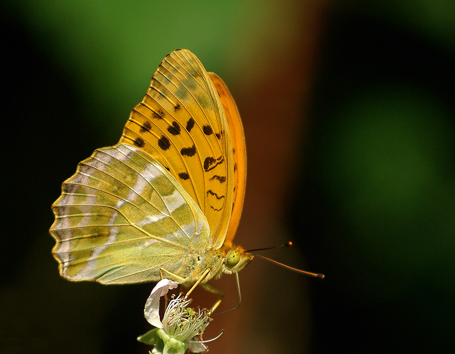 Kaisermantel -- Argynnis paphia