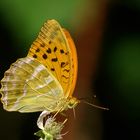 Kaisermantel -- Argynnis paphia