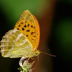 Kaisermantel -- Argynnis paphia