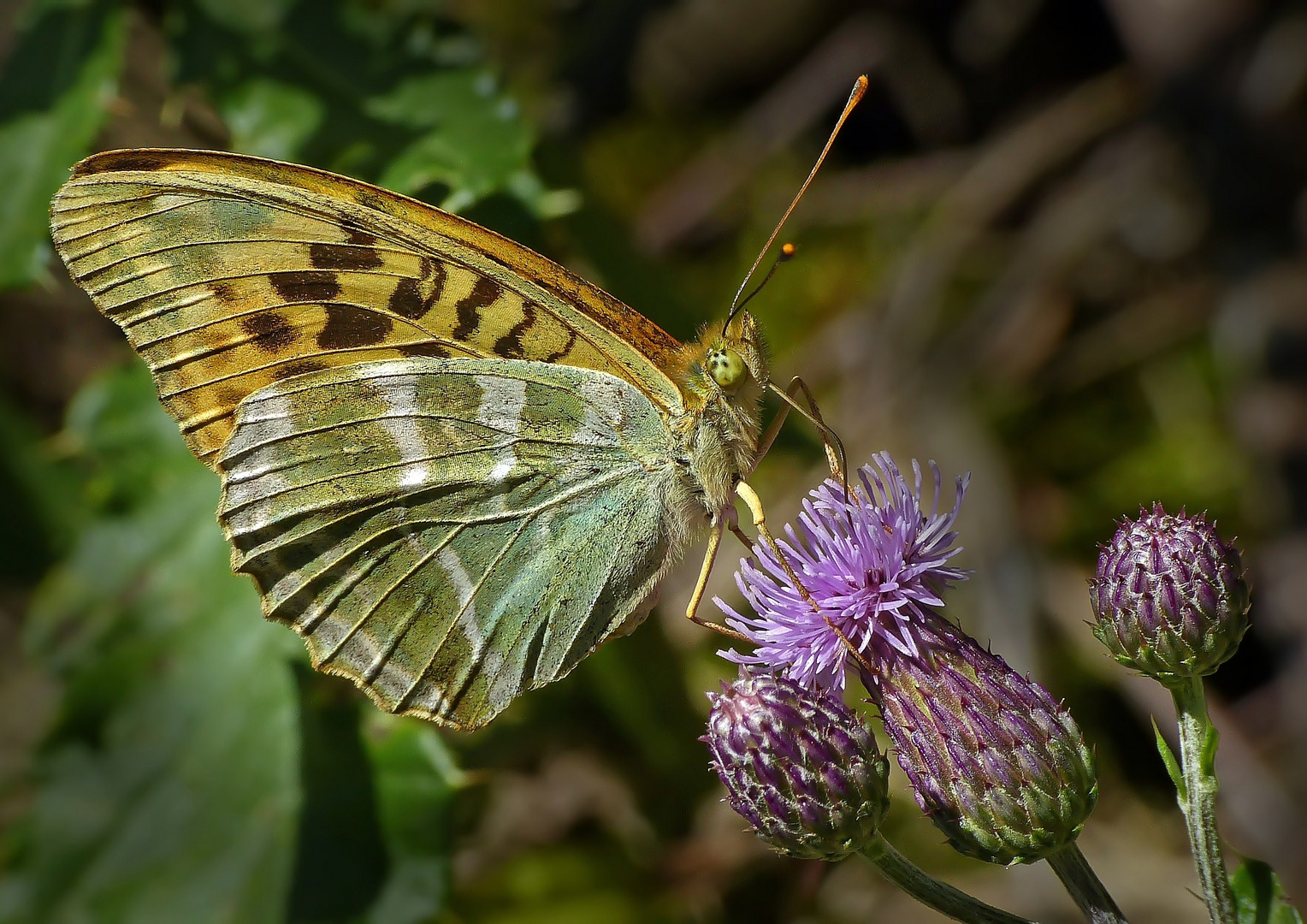 Kaisermantel, Argynnis paphia