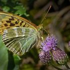 Kaisermantel, Argynnis paphia