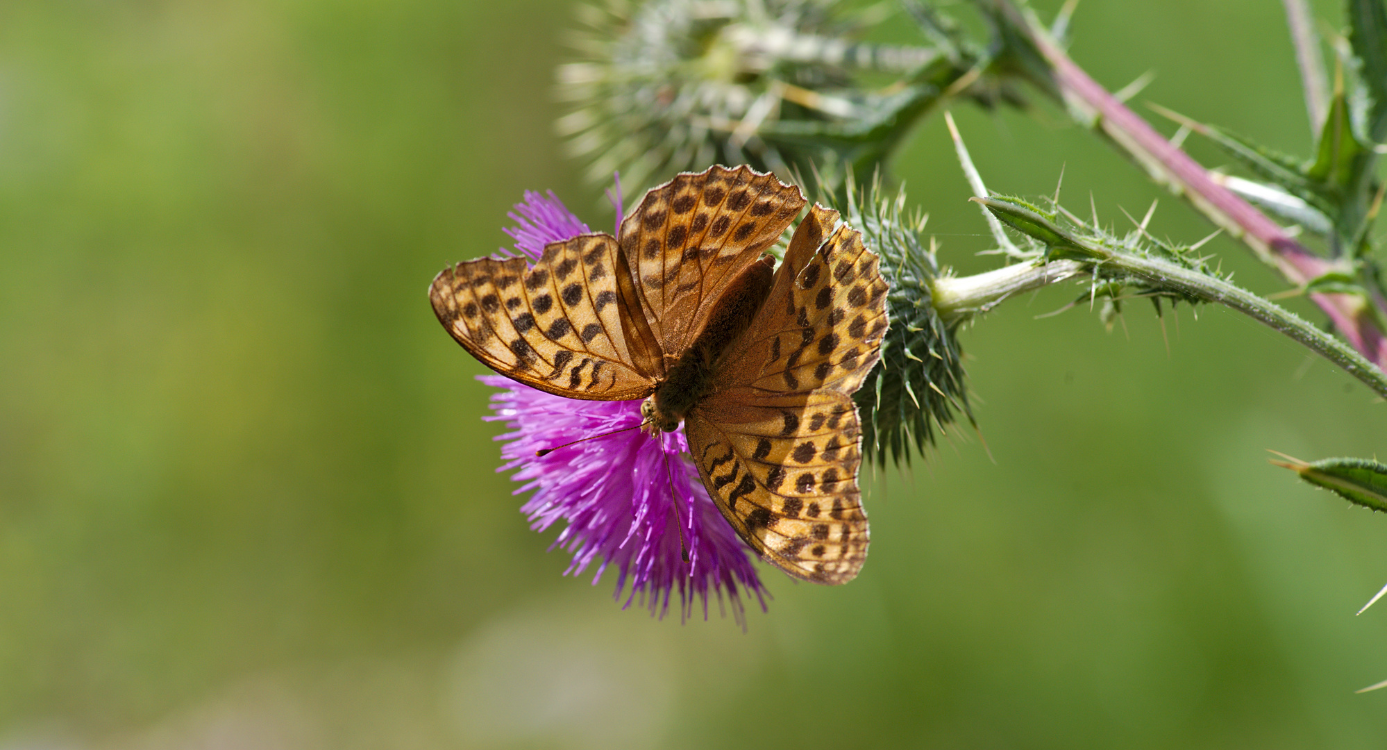 Kaisermantel (Argynnis paphia) 3