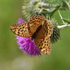 Kaisermantel (Argynnis paphia) 3