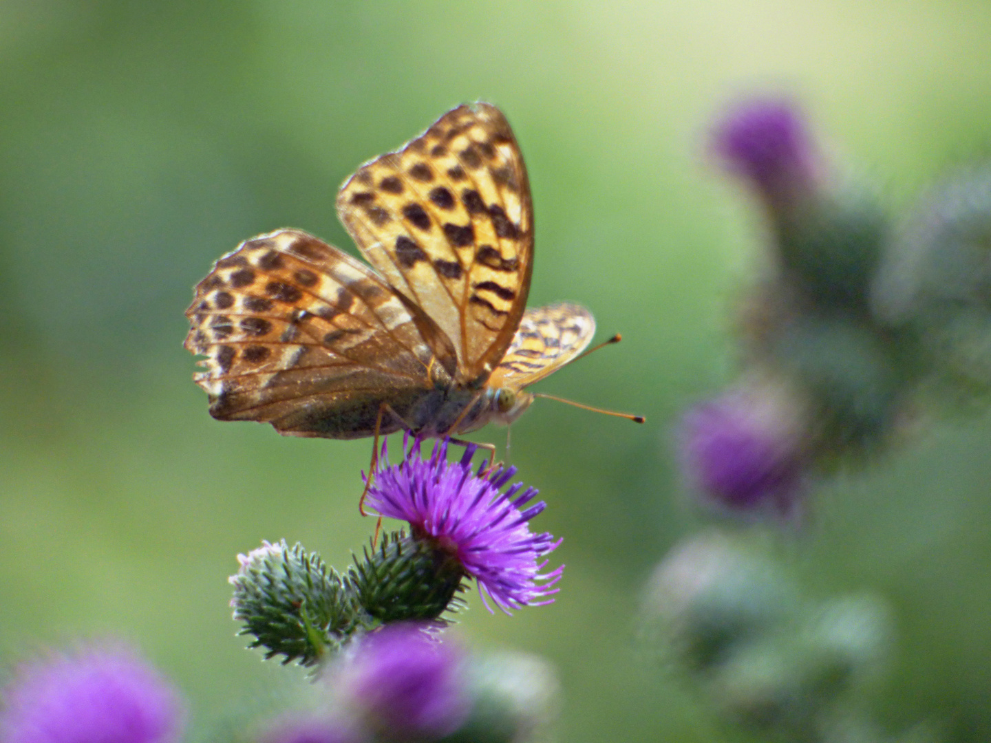 Kaisermantel (Argynnis paphia)