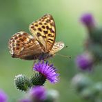 Kaisermantel (Argynnis paphia)