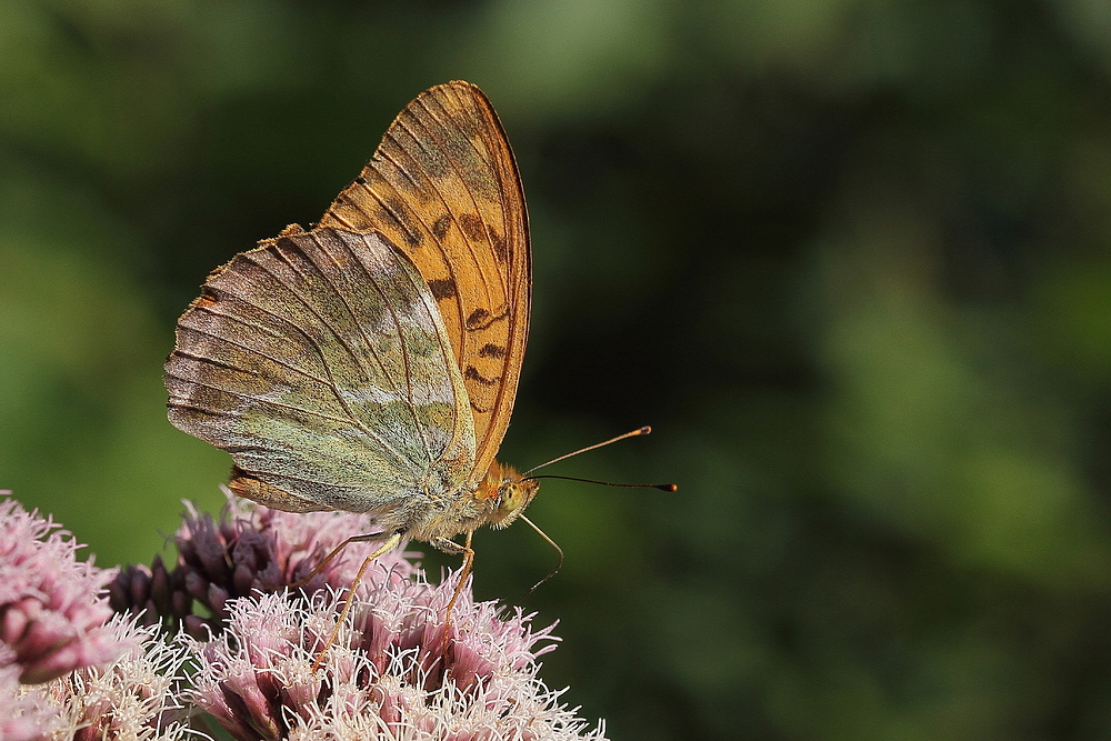 Kaisermantel  (Argynnis paphia) 