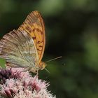 Kaisermantel  (Argynnis paphia) 