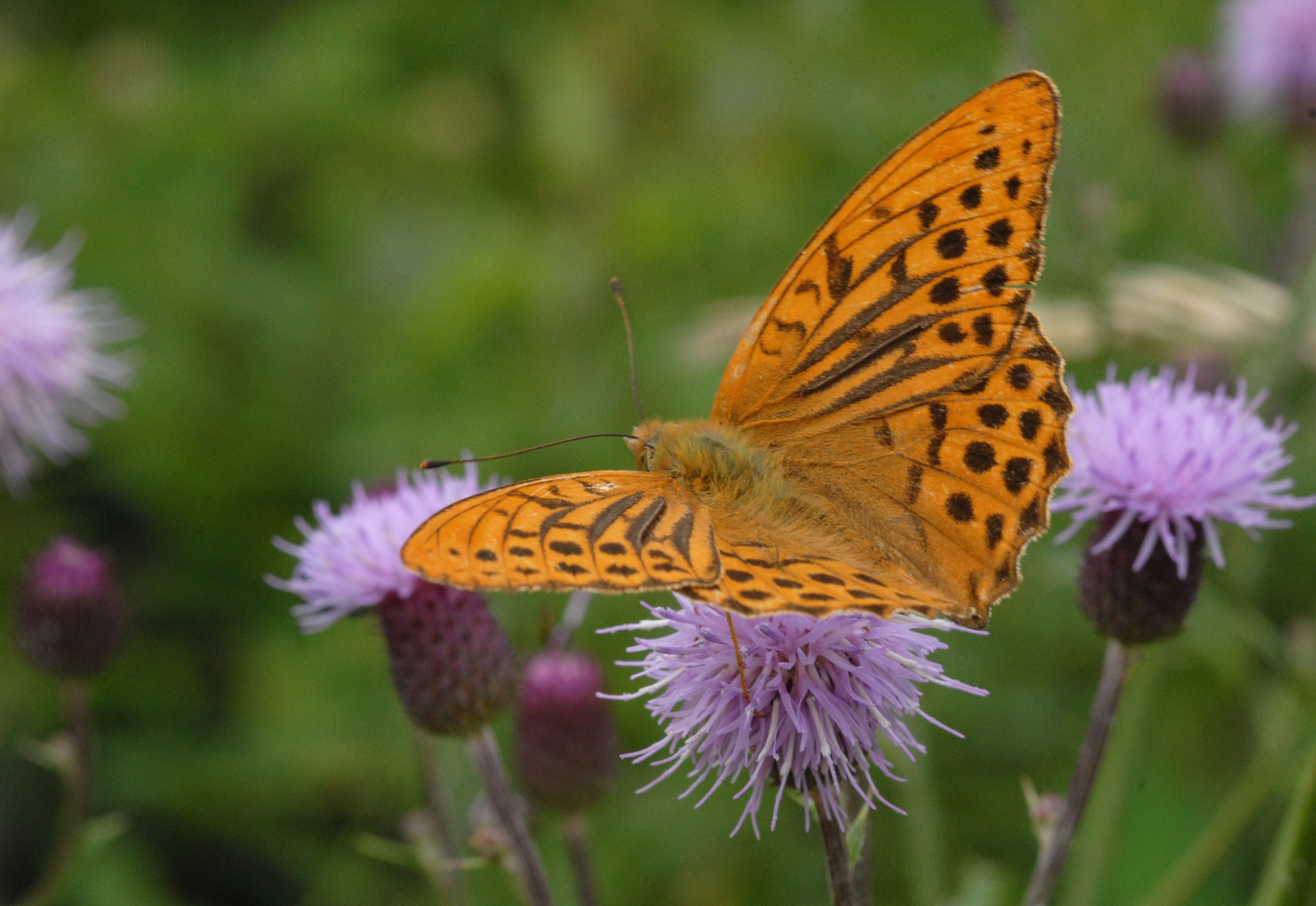 ,, Kaisermantel ( Argynnis paphia ) 4 ,,