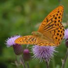 ,, Kaisermantel ( Argynnis paphia ) 4 ,,