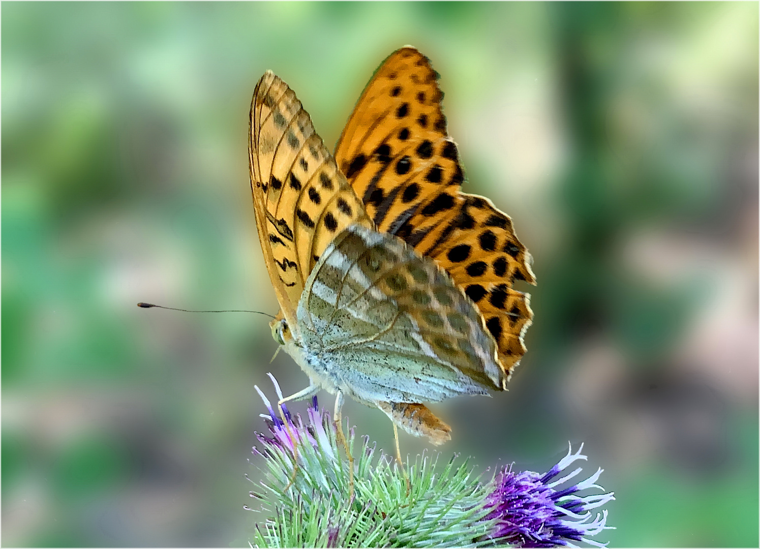 Kaisermantel (Argynnis paphia)