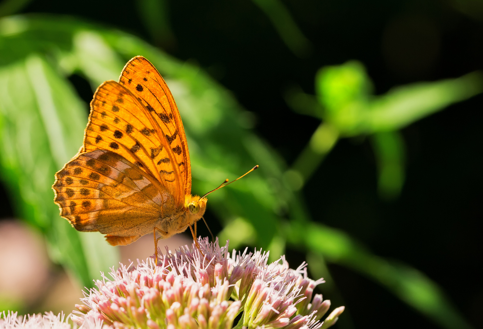 Kaisermantel (Argynnis paphia)