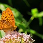 Kaisermantel (Argynnis paphia)