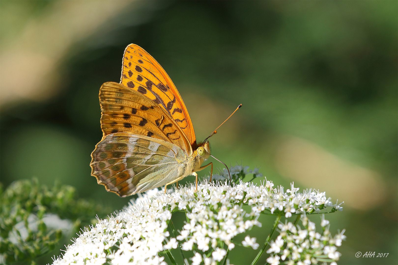 Kaisermantel (Argynnis paphia)