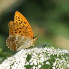 Kaisermantel (Argynnis paphia)