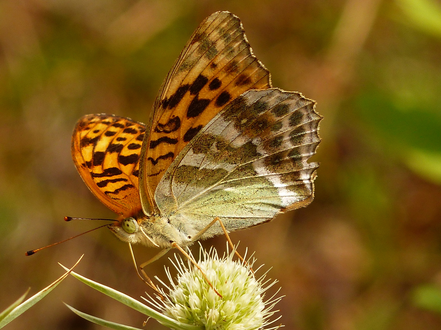 Kaisermantel (Argynnis paphia)