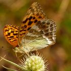 Kaisermantel (Argynnis paphia)