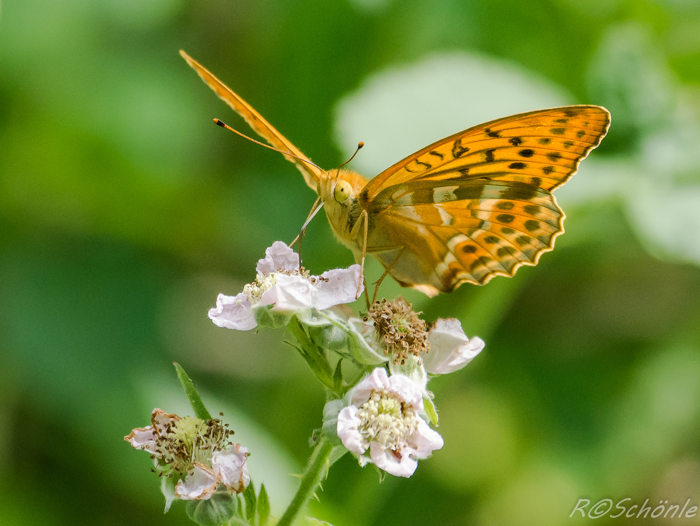 Kaisermantel (Argynnis paphia)