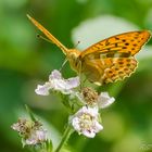 Kaisermantel (Argynnis paphia)