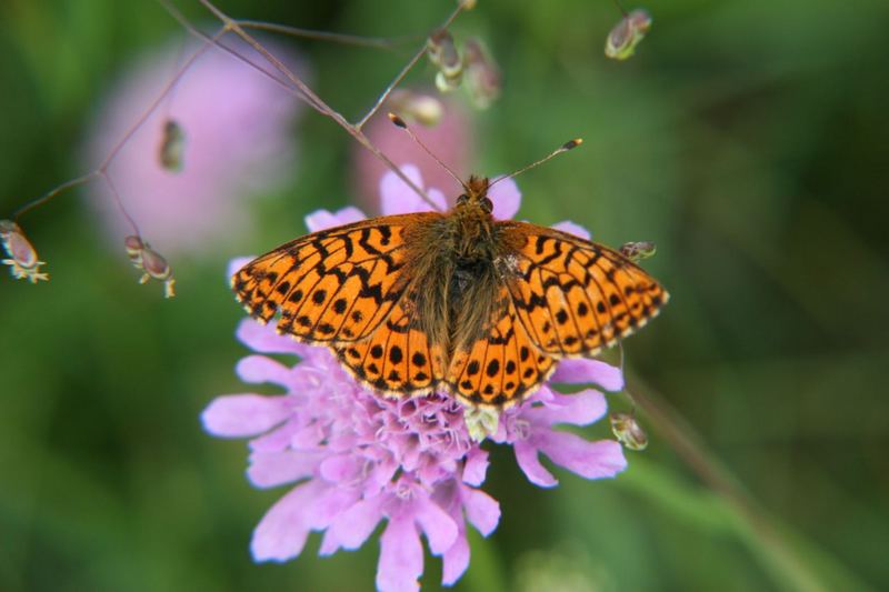 Kaisermantel Argynnis paphia