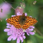 Kaisermantel Argynnis paphia