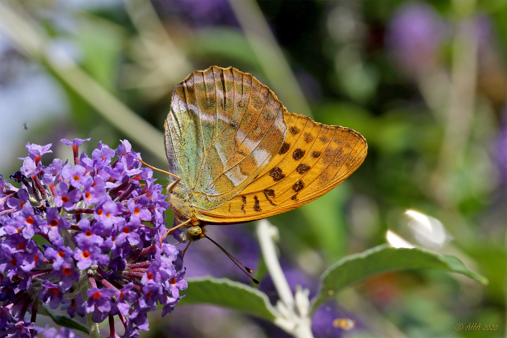 Kaisermantel (Argynnis paphia)