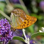 Kaisermantel (Argynnis paphia)