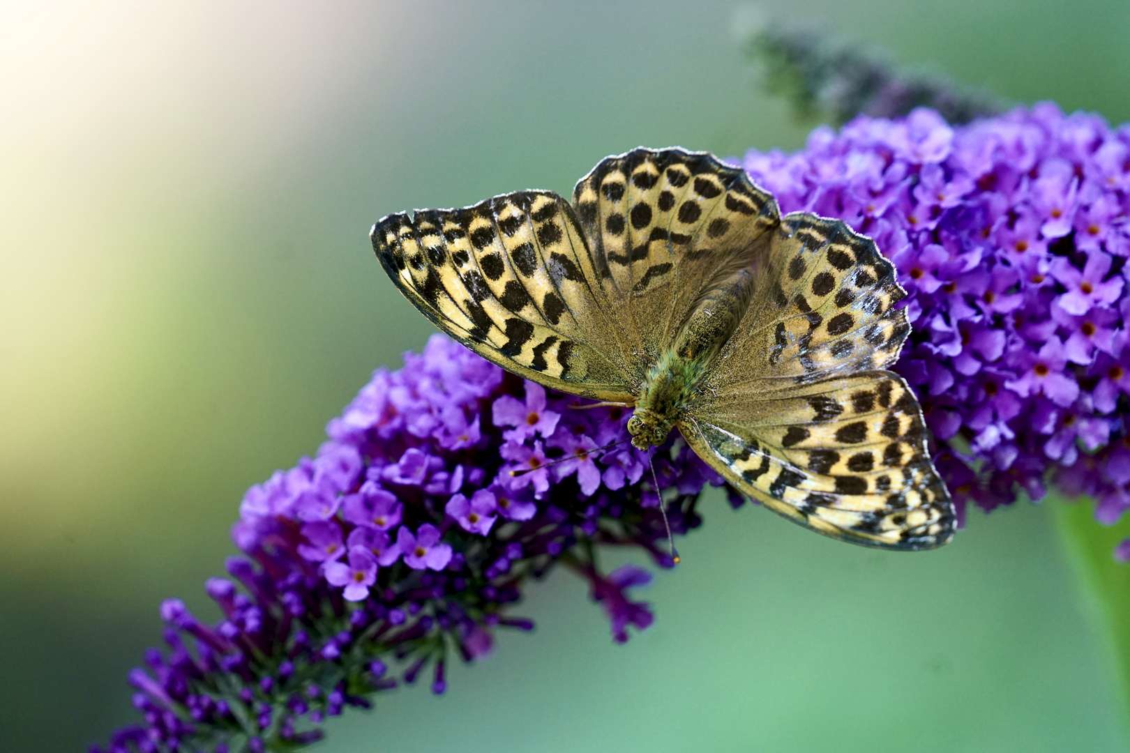 Kaisermantel (Argynnis paphia) 