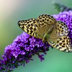 Kaisermantel (Argynnis paphia) 