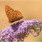 kaisermantel (argynnis paphia) 