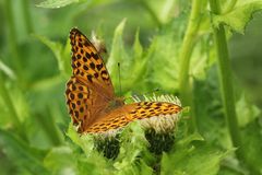 Kaisermantel (Argynnis paphia)